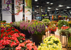 The colorful booth of Beekenkamp.