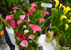 New York calla of Sande Calla Supply.