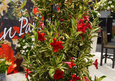 Sun Parasol of Suntory.