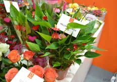 Million Flower is a small anthurium with many flowers, a novelty in the assortment of Dümmen Orange.