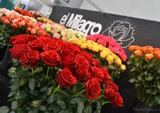 The rose varieties of El Milagro. In front, the Explorer. According to Danies it is a very demanded - and still increasing demand- variety in Russia, Europe and the USA.