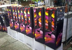 Gerberas from Dutch Gerbera grower Florein.