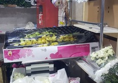 Cymbidiums from The Netherlands.