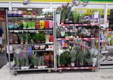 Also in a supermarket, we saw some plants on display.