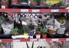 Interestingly, the plants in the supermarket are quite small.
