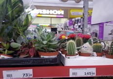 Small succulent and cacti.