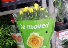 Pot roses of Dutch rose grower BM roses in the supermarket.