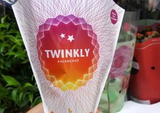 Small Twinkly kalanchoe.