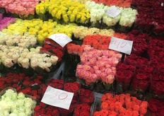 More rosesm ranging from 40 cm to 80 cm.