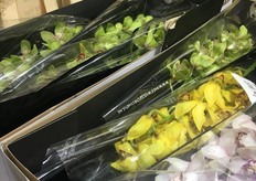 Cut Cymbidiums of Dutch grower Meewisse Orchids.