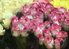 60cm roses of Rose Hill.