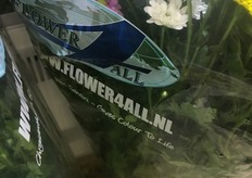 Spray chrysanthemums of Flower4all.