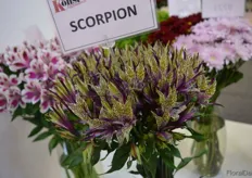 The new variety Scorpion of Könst Alstroemeria attracted the attention of many visitors.