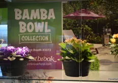 Bamba Bowl Collection of Westbrook.