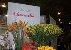 Charmelia of Gardens America. They are spotlighting this year is the new flower Charmelia. It is grown Jardina de los Andes and we also have a new protea from a grower in Bogota that we are very exhited to represent called Rosamina.