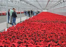 A bed of poinsettias that is being trialed.