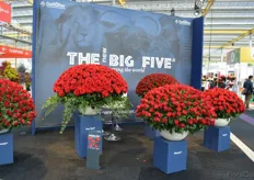 The Big five of rose breeder De Ruiter. The big five consists of De Ruiter's five best red rose varieties; Rhodos, Ever Red, Spectre, Red Kamala and the most recent introduction Cupido. These are being produced in De Ruiter's production areas in South America, Africa and Europe.