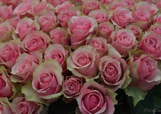 Belle Rose of Panocal.