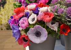 The anemone of Ball.