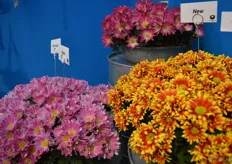 The three new pot chrysanthemums of Brandkamp.
