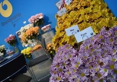 Also in the cut flowers, they added two new chrysanthemum varieties.