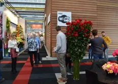 The 2.20 meters roses of el Milagro attracted the attention of many visitors.