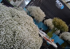 Cosmic Gypsophila of Much Flowers. Much flowers is the exlusive grower of this variety in Ecuador.