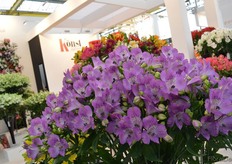 Könst Alstroemeria.