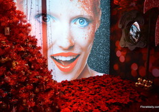 A sea of poinsettias of Dümmen Orange.