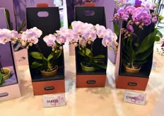 Their newest products are these orchid, bred by Sheena and put in a luxury packaging