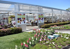 Entering the colorful greenhouse of Sakata.