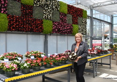 Alicia Troy of Sakata presenting the new Senator IQ series. It is an improved series that consist of 6 colors. Among others, the varieties in the series have bigger flowers.