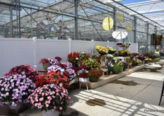 The new varieties of Sakata, on the left the four new colors in the SunPatiens series.