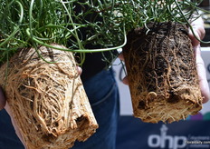 On the left the plant untreated with the OHP herbicide and on the right the plant treated with the herbicide.