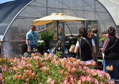 Jeroen de Kuijer of HilverdaKooij explaining more about the varieties of HilverdaKooij.