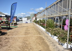In the border (on the right) HilverdaKooij planted Hellebore, echinacea and garden alstroemeria. These varieties will remain in the border so that the visitors can see their performances year after year.