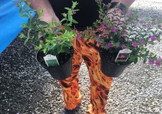 Another variety of Westhoff that Plant Source International is growing is the FloriGlori Diana. It is the 2018 AAS Ornamental Vegetative Winner and on this picture it is compared with Alysson. FlorGlori on the right and Alysson on the left.