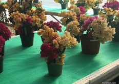 A combination of Yanis Delight, Topaz Gold and Juanita. All three varieties have the same plant structure and flowering habit and therefore work well in a combination.