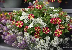 The Petunia Amore is still gaining popularity in the US and it is working well in mixes.