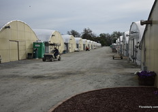 The greenhouses of Headstrat Nursery, business must go on.