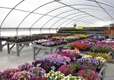 In another greenhouse at Headstart Nursery, Danziger was showcasing more varieties.