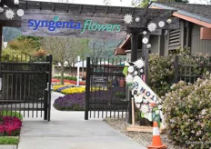 At Syngenta Flowers in Gilroy.