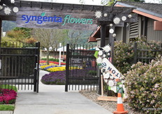 At Syngenta Flowers in Gilroy.