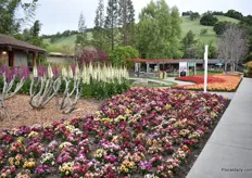 The gardens at Syngenta decorated with their Syngeta varieties.