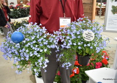 On the left treated with Alesco of Chrysal on the right not treated with Alesco.