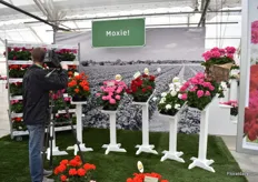 Videos being shot about the new Moxie series of Syngenta. This Interspecific compact geranium series consists of 6 colors. According to Willis, it is a perfect crop for growers that do large box production so that can shift from zonal geranium to this one. Syngenta sees a great future for the interspecific geraniums and is therefore fully focusing on these geraniums.