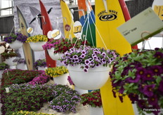 The Cabrio Calibrachoa series of Syngenta. This series consists of 6 colors and according to Willis, the Eclipse Lilac is the most special color in the series. “It stands out as other colors are more core colors.“