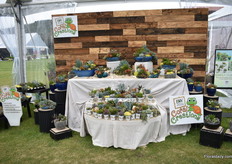 Proven Winners is also going intro succulents. The Coral Creations attracted the attention of many visitors.