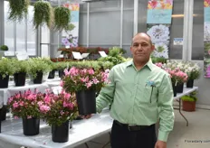 Haim Rosenblum of Hishtil presenting Gaura Summer Star Baby, a natural dwarfish Gaura with large and crowded dark pink flowers, applicable for containers planting or out in the open. Does not require any PGR's.