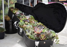 The succulents of Quality Cuttings.